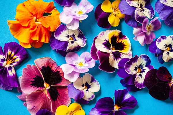 Όμορφα Λουλούδια Στο Μπλε Φόντο — Φωτογραφία Αρχείου