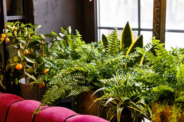 Stylish Interior Filled Lot Plants — Stock Photo, Image