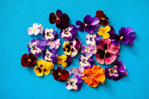 Hermosas Flores Sobre Fondo Azul — Foto de Stock