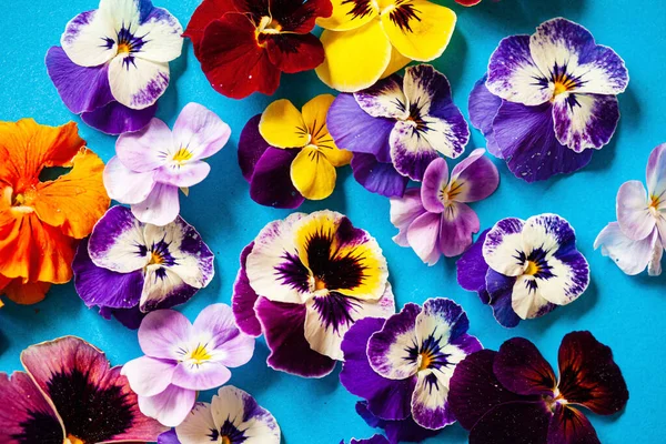 Schöne Blumen Auf Dem Blauen Hintergrund — Stockfoto