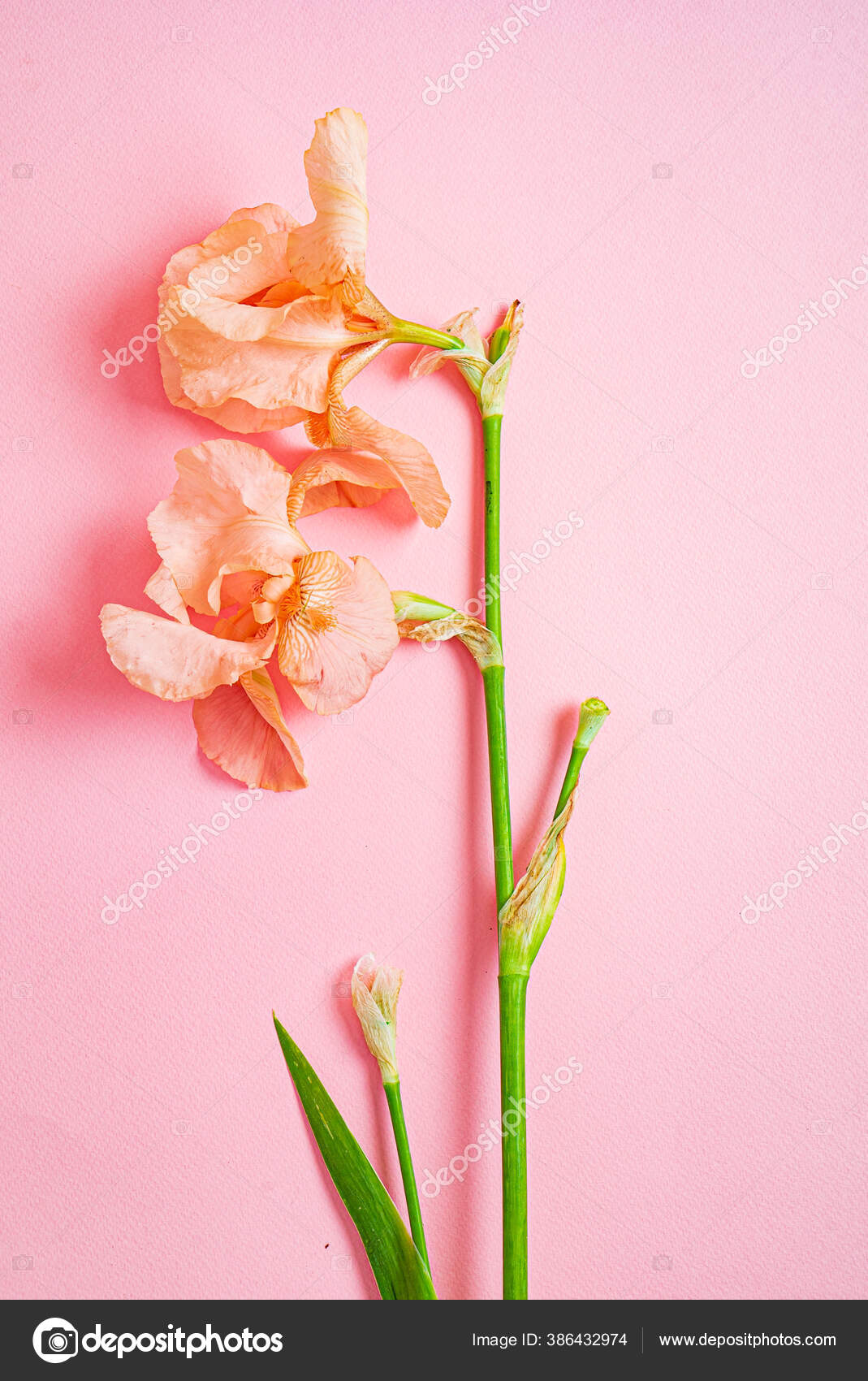 Iris Color Background Stock Photo by ©Shebeko 386432974