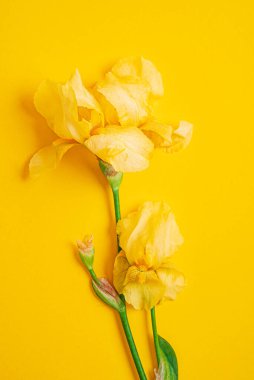 Renk arkaplanındaki iris