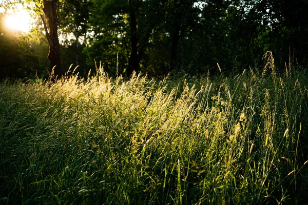 Prato Soleggiato Con Belle Piante — Foto Stock