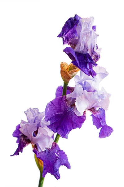 Iris Isolerad Den Vita — Stockfoto