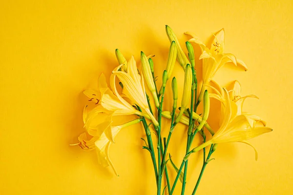 Day Lily Yellow Background — Stock Photo, Image
