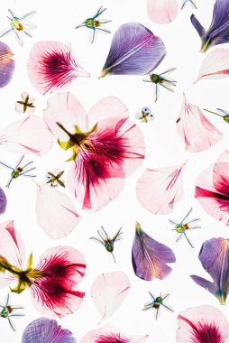 Beyaz arkaplanda çiçekler