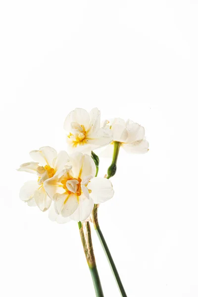 Bloemen Witte Achtergrond — Stockfoto