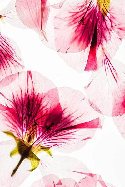 Virágok Fehér Háttér — Stock Fotó