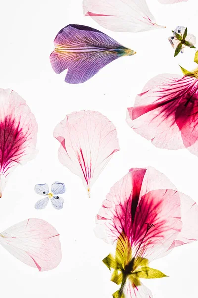 Bloemen Witte Achtergrond — Stockfoto
