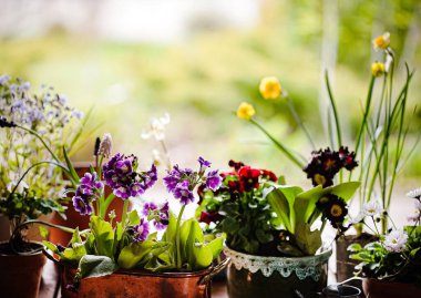 saksılarda bahar çiçekleri