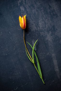 Siyah arkaplanda laleler