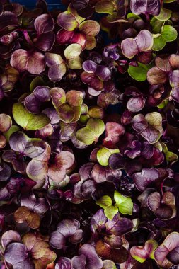 genç mor turp bitkisi arka planı