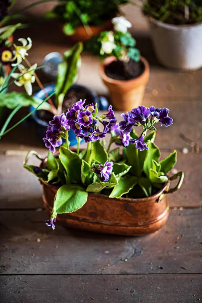 Vårblommor Krukorna — Stockfoto