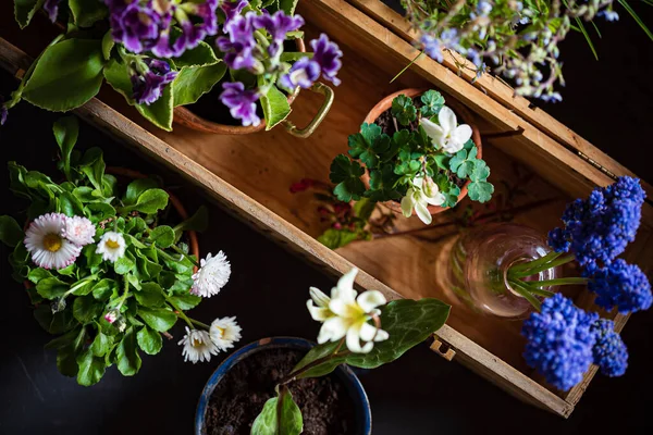 Fiori Primaverili Nei Vasi — Foto Stock