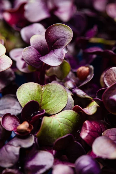 Jong Paars Radijs Plant Achtergrond — Stockfoto