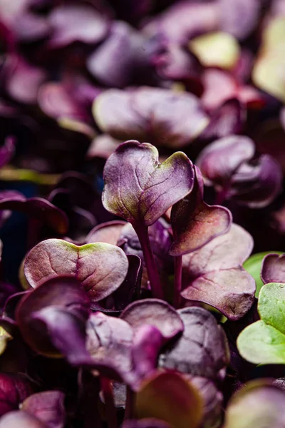 Молодой Фиолетовый Редиски Растительного Фона — стоковое фото