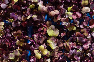 Kutudaki genç mor turp