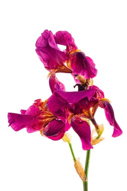 İris beyazda izole edilmiş.