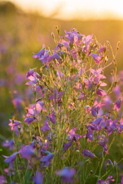 Güzel çiçeklerle doldurulmuş yaz
