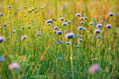 Güzel çiçeklerle doldurulmuş yaz