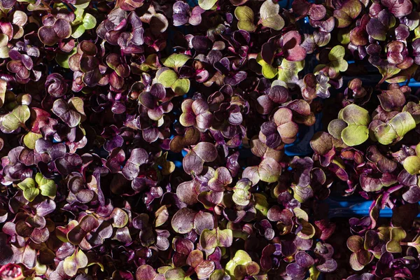 Young Purple Radish Box — Stock Photo, Image