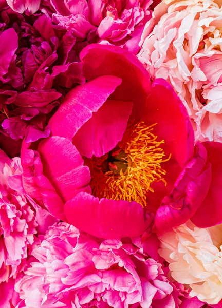 粉色背景的多彩的牡丹 — 图库照片