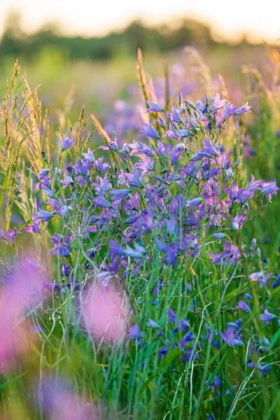 Nyár Benyújtott Szép Virágok — Stock Fotó