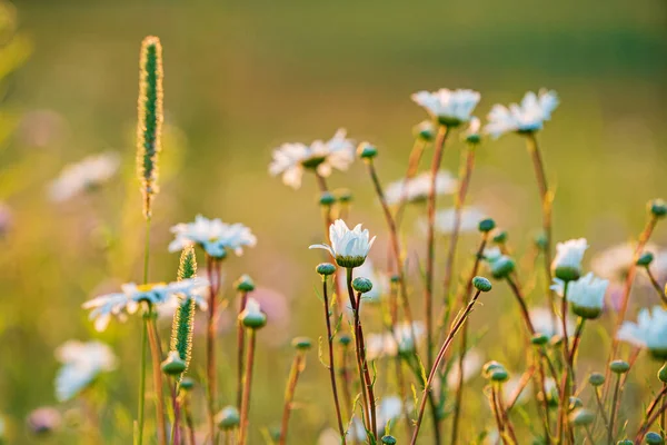 Summer Filed Nice Flowers — Stock Photo, Image