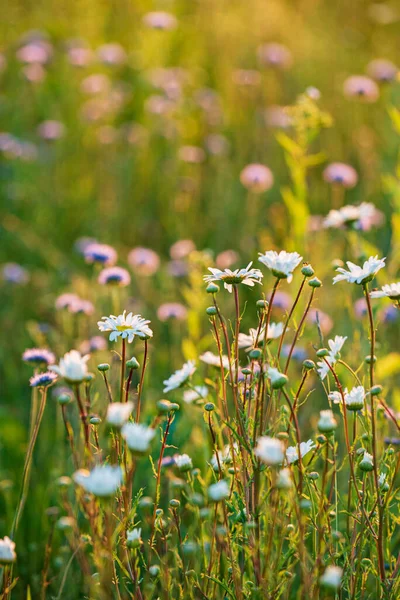 Summer Filed Nice Flowers — Stock Photo, Image