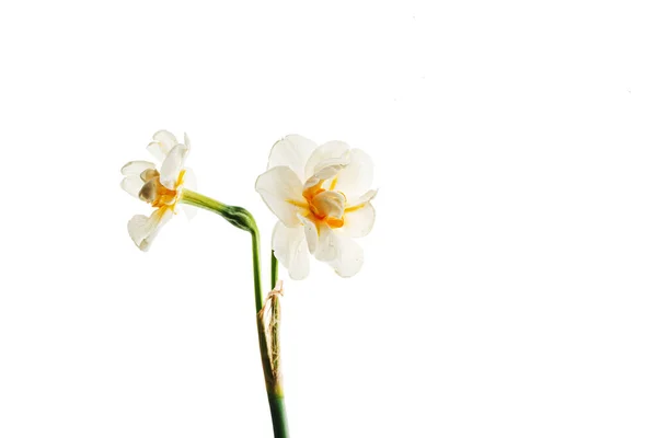 Λουλούδια Στο Λευκό Φόντο — Φωτογραφία Αρχείου