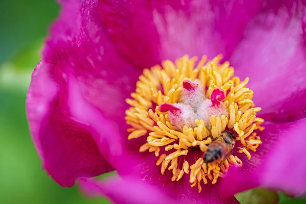 Paeonia Daurica Dans Jardin — Photo