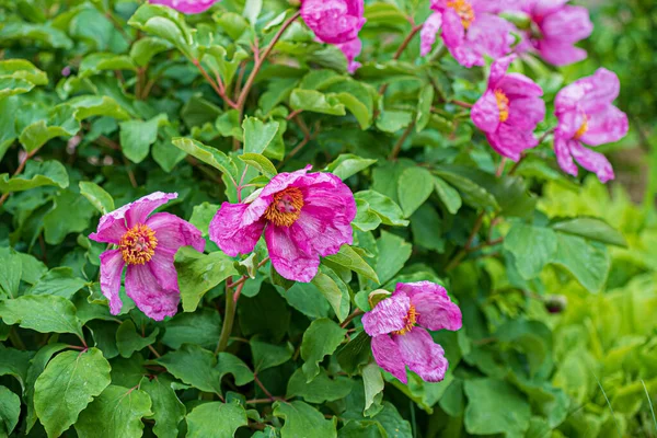 Paeonia Daurica Kertben — Stock Fotó