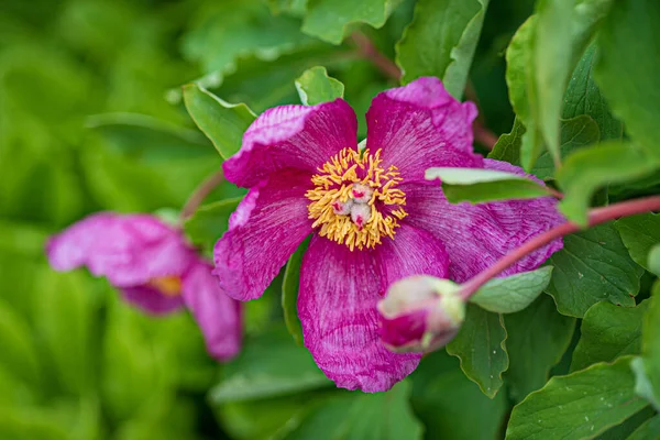 Paeonia Daurica Dans Jardin — Photo