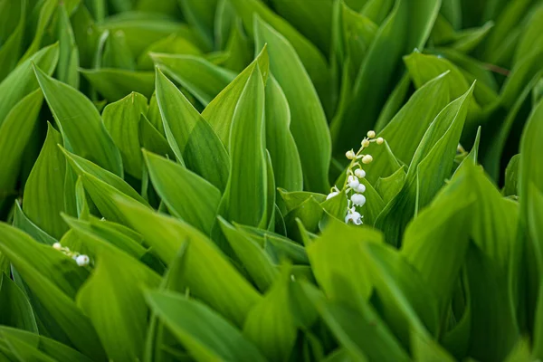 Giglio Della Valle Nel Giardino — Foto Stock