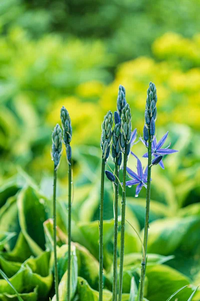 Giardino Primaverile Con Piante Stagione — Foto Stock