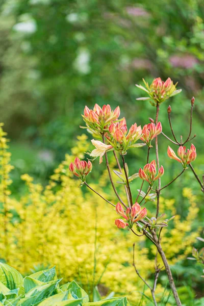 Spring Garden Season Plants — Stock Photo, Image