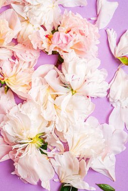 Renk arkaplanda şakayık yaprakları