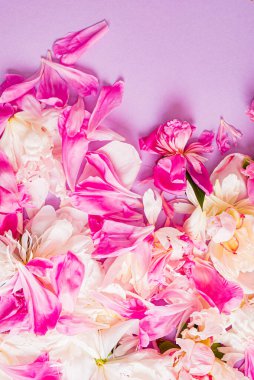 Renk arkaplanda şakayık yaprakları