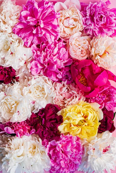 Bunte Pfingstrosen Auf Rosa Hintergrund — Stockfoto