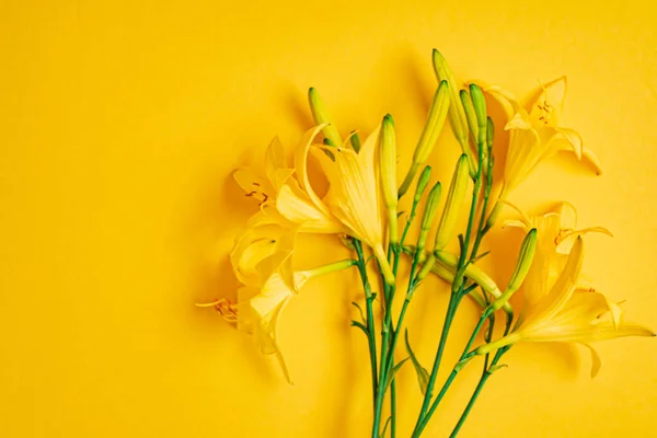 Taglilie Auf Gelbem Hintergrund — Stockfoto