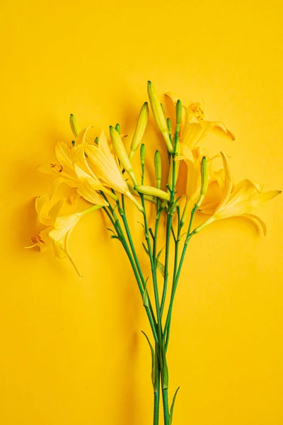 Lirio Día Sobre Fondo Amarillo — Foto de Stock