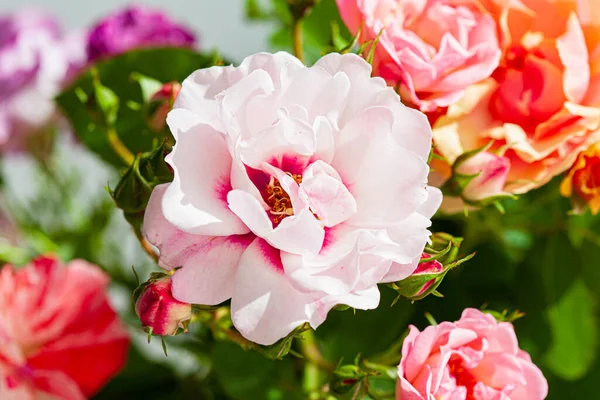 Bunte Rosen Der Vase — Stockfoto