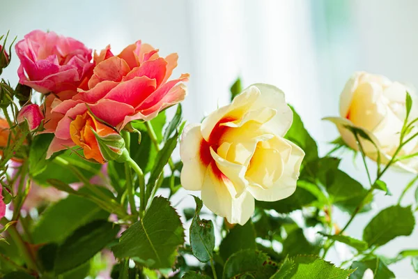 Красочные Розы Вазе — стоковое фото