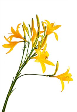 Zambak beyazın üzerinde izole halde.