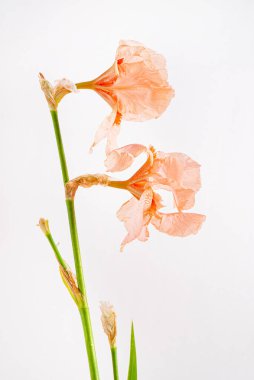 İris beyazda izole edilmiş.