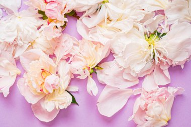 Renk arkaplanda şakayık yaprakları