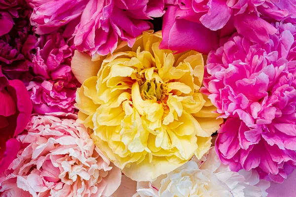 Peonías Coloridas Sobre Fondo Rosa — Foto de Stock