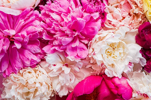 粉色背景的多彩的牡丹 — 图库照片
