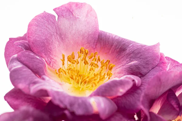 Schöne Blumen Auf Dem Weißen — Stockfoto