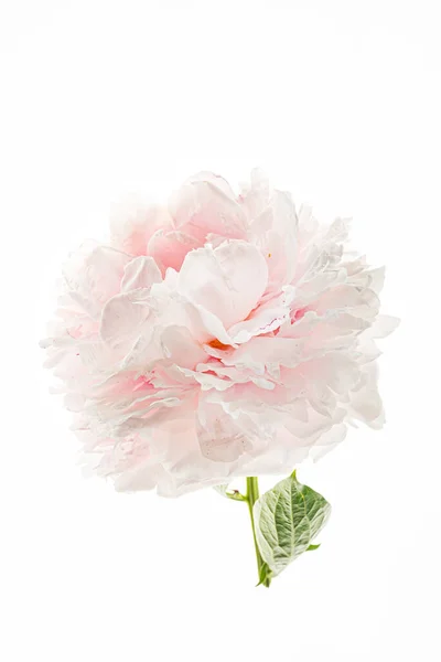 Nice Flowers White — Stock Photo, Image